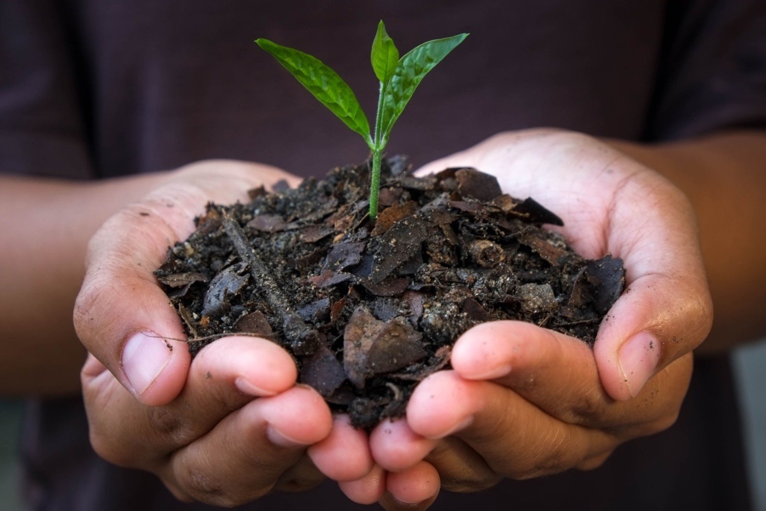 45644652 – hands holding young plant.